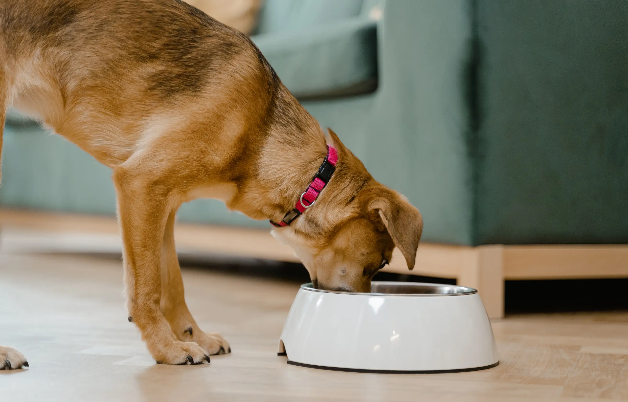 Pies pod opieką petsittera w domowym hotelu w Gdańsku